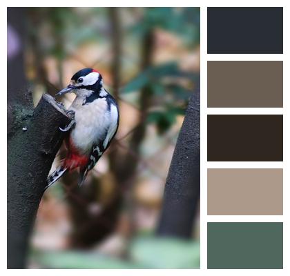 Great Spotted Woodpecker Woodpecker Plumage Image